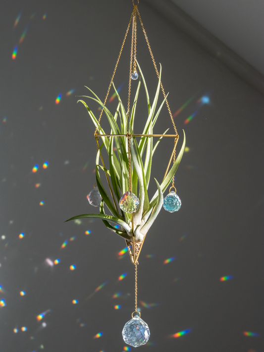 Zonnevanger met grote airplant