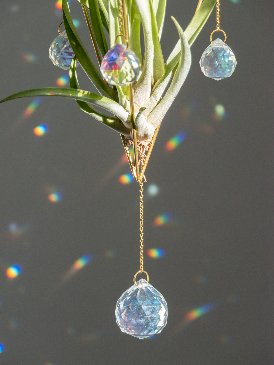 Zonnevanger met grote airplant