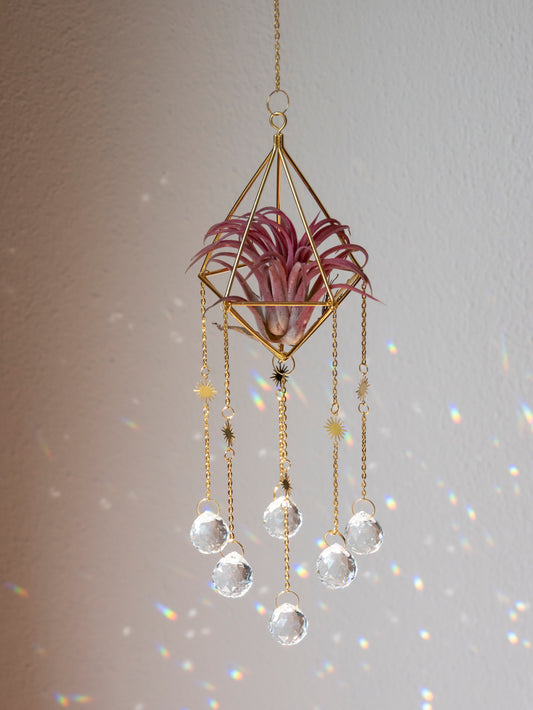 Zonnevanger met rood luchtplantje