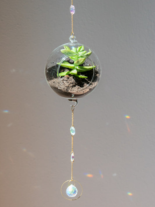 Zonnevanger glazen bol voor plantje