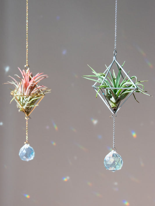 zonnevangers en raamkristal met luchtplantje, airplant