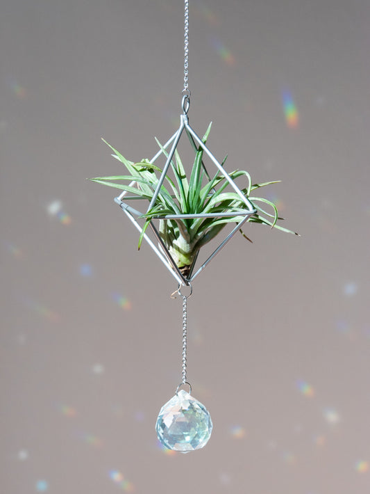 Zonnevanger zilver met groene airplant