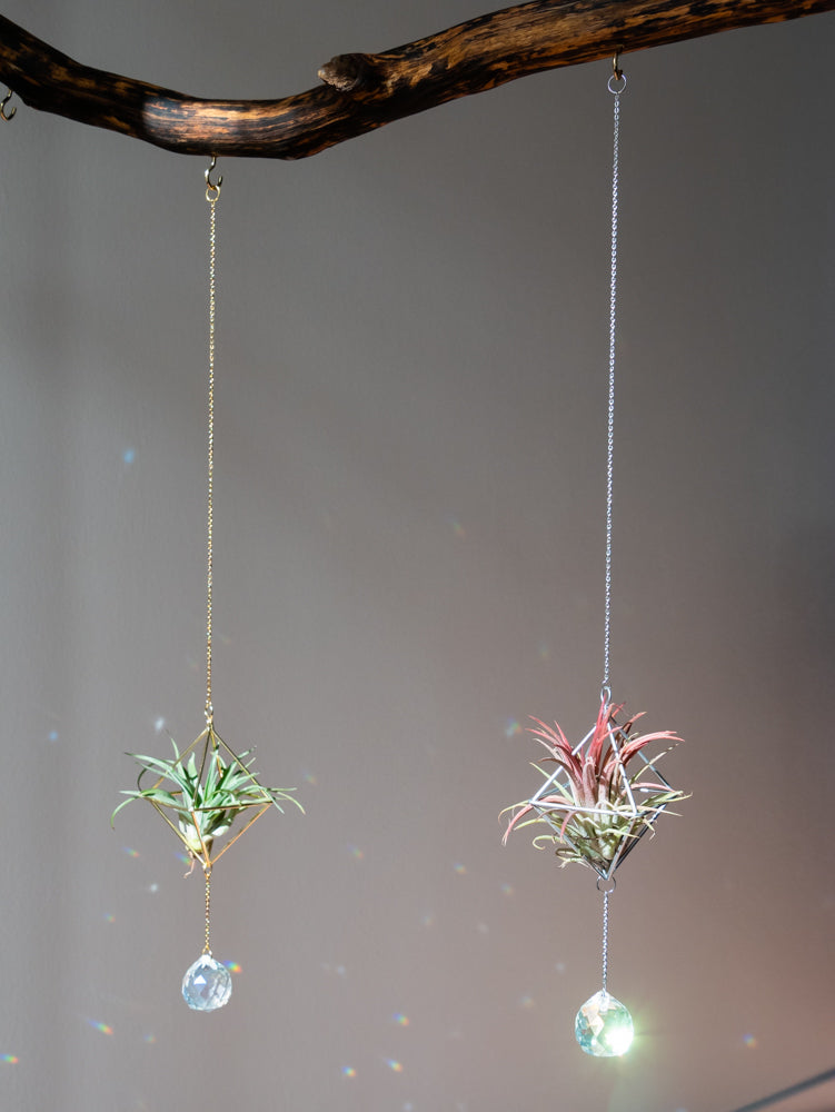 raamdecoratie zonnevanger met luchtplantje, airplant