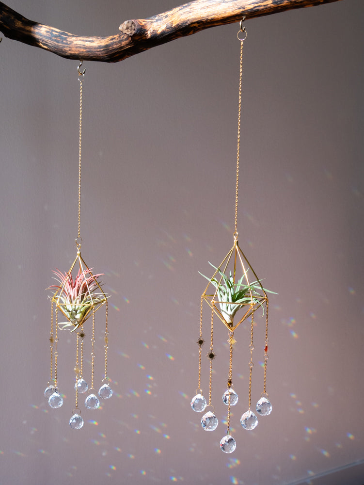 zonnevangers met airplants, luchtplantjes