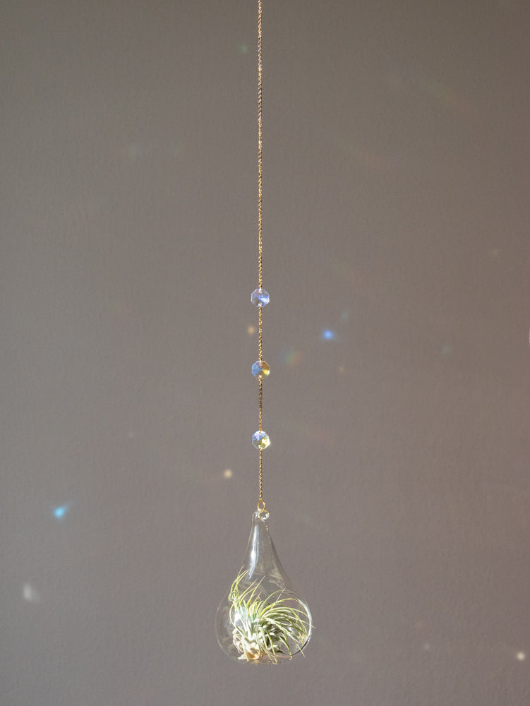 Zonnevanger goud met glazen vaasje en airplant