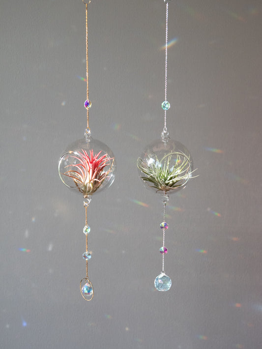 Raamhanger glazen bol met airplant rood en groen