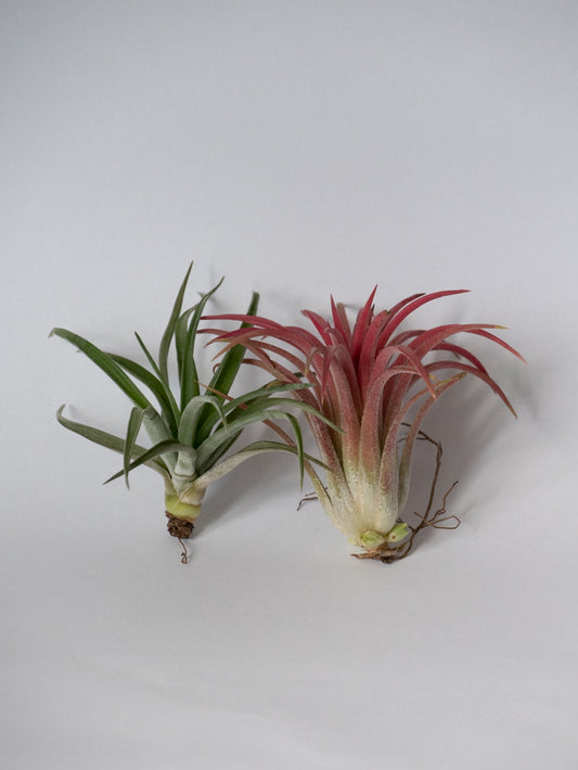 airplants oftewel luchtplantjes groen en rood