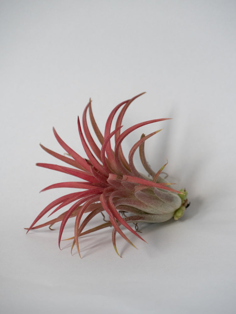 Rode airplant Tillandsia, luchtplantje