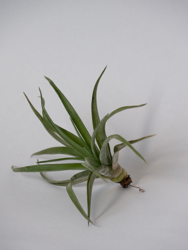 Groene airplant Tillandsia luchtplantje