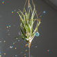 Zonnevanger met grote airplant